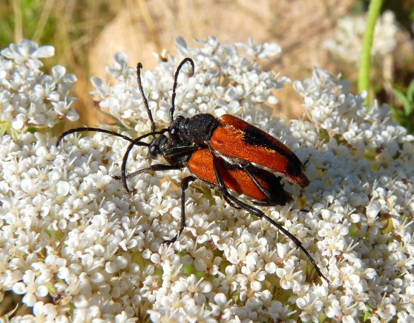 Stictoleptura cordigera cordigera?